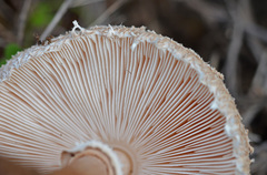 Macrolepiota fuligineosquarrosa