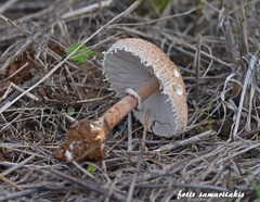 Macrolepiota fuligineosquarrosa