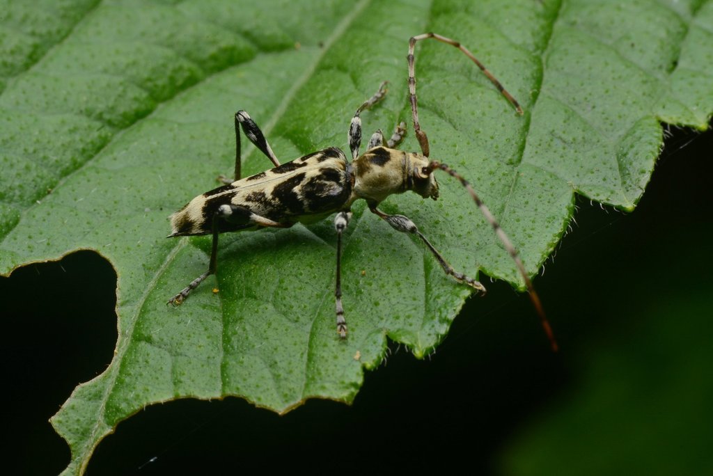 Anaglyptus nokosanus