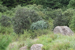 Cussonia paniculata