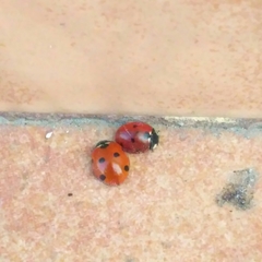 Coccinella septempunctata