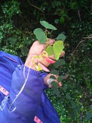 Passiflora erythrophylla