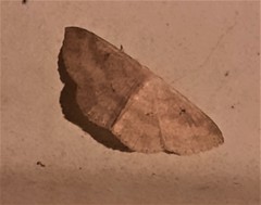 Perixera griseata