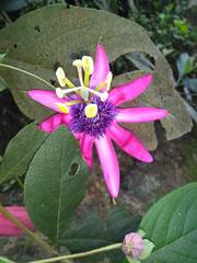 Passiflora longipes