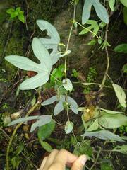 Passiflora smithii