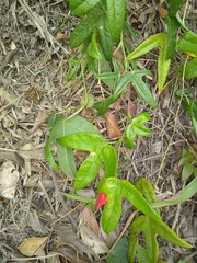 Passiflora pennellii