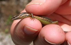 Ablepharus sikimmensis