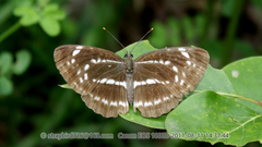 Neptis andetria