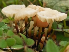 Marasmius anomalus