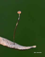 Cryptomarasmius corbariensis