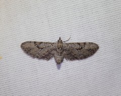 Eupithecia bolterii