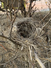 Auriparus flaviceps