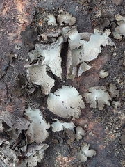 Umbilicaria hirsuta