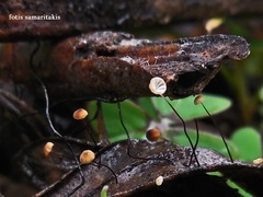 Marasmius minutissimus