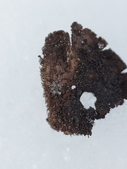 Umbilicaria hirsuta