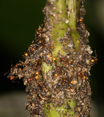 Pheidole xanthogaster