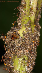 Pheidole xanthogaster