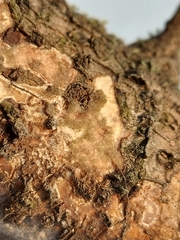 Vuilleminia comedens