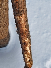 Vuilleminia comedens