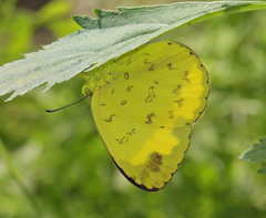 Eurema simulatrix
