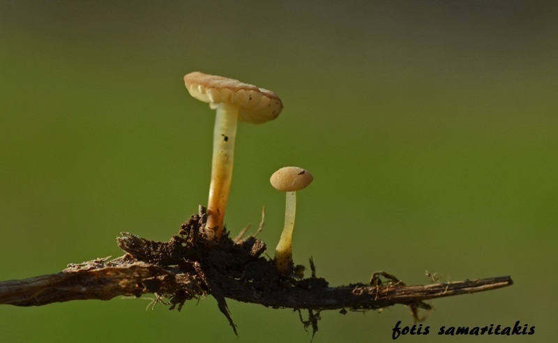 Marasmius ventalloi