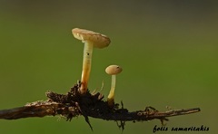 Marasmius ventalloi