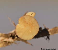 Marasmius ventalloi