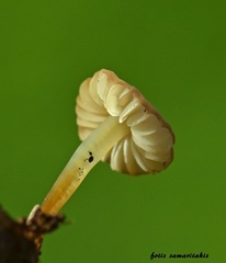 Marasmius ventalloi