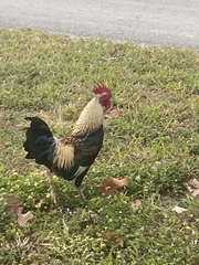 Gallus gallus domesticus