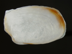 Periploma