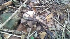 Stenocercus erythrogaster