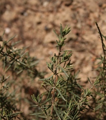 Teucrium africanum