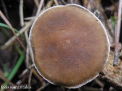 Melanoleuca pseudoluscina