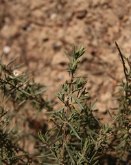 Teucrium africanum