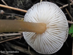 Melanoleuca pseudoluscina