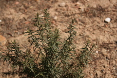 Teucrium africanum