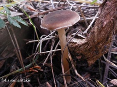 Melanoleuca pseudoluscina