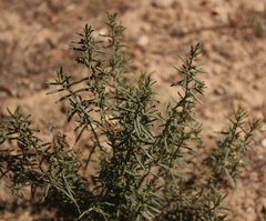 Teucrium africanum