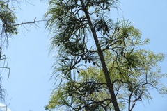 Pandanus variabilis image