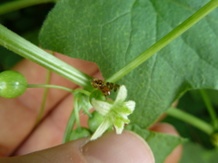 Goniglossum wiedemanni
