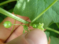 Goniglossum wiedemanni