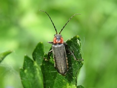 Cantharis reichei