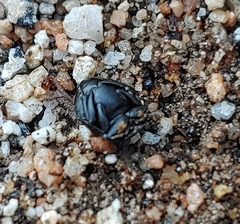 Boreocanthon simplex