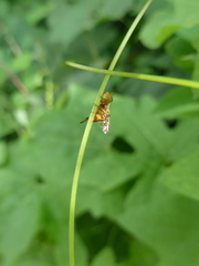 Goniglossum wiedemanni