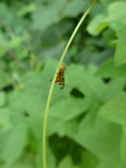 Goniglossum wiedemanni