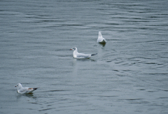 Chroicocephalus ridibundus