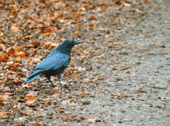 Corvus corone