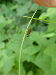 Goniglossum wiedemanni