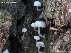 Phloeomana alba