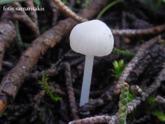 Phloeomana alba
